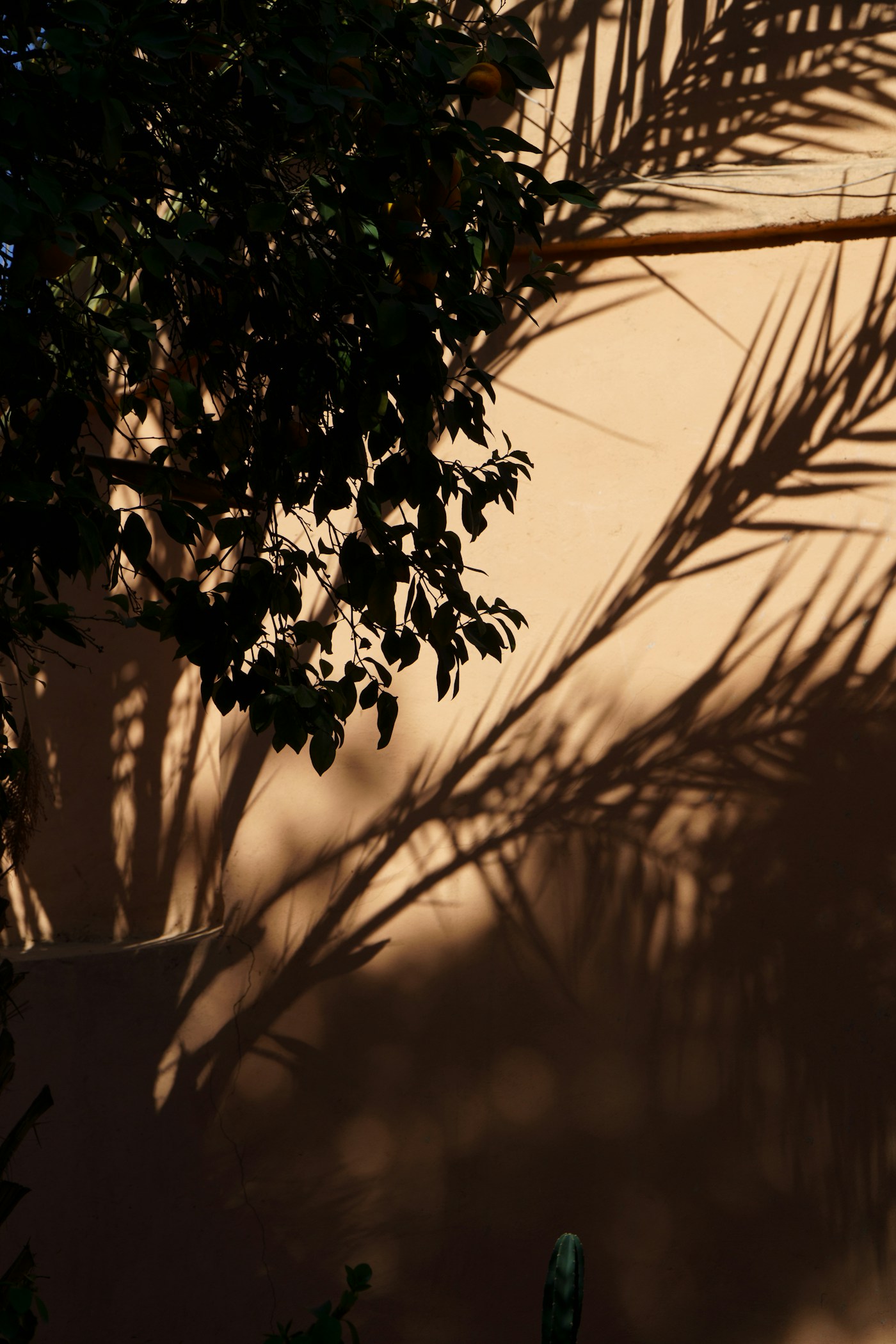 Sunlight creating delicate leaf shadows