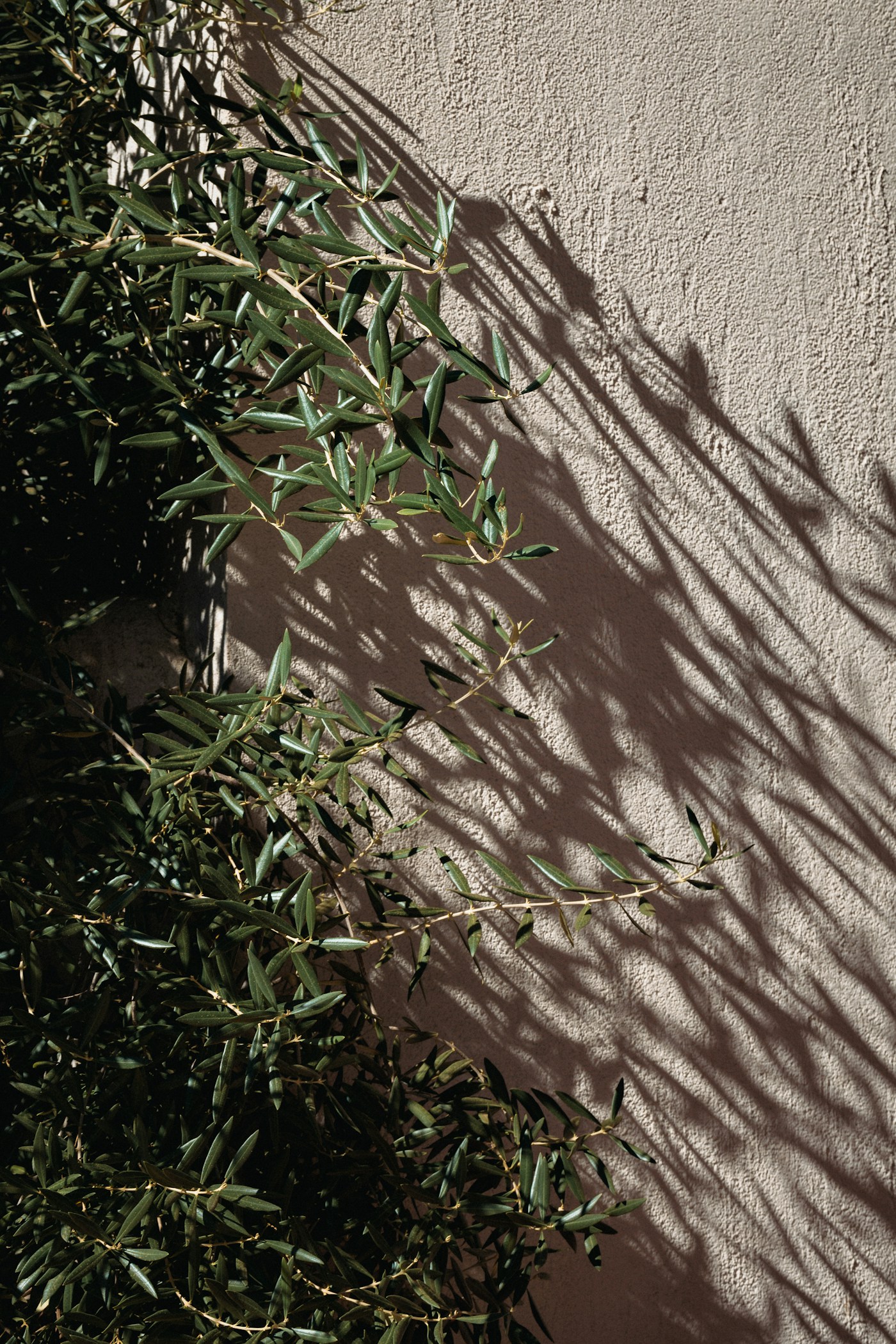Olive branches in soft morning light